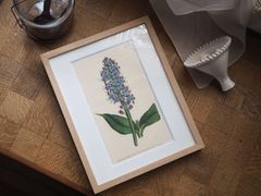 529③Elsa Felsko 植物図鑑　植物画　洋書　古書　ボタニカルアート NO.248 古書 洋書 絵本 ドイツ植物図鑑 ボタニカルアート 野花野草