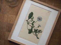 坂本直行 「ちしまふうろ」 リトグラフ 22/150 額装 六花亭 - メルカリ