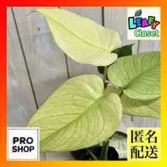 セール】モンステラ ホワイトモンスター 約5号鉢 No.001 鉢、送料込