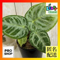 芋】 アロカシア メロ オーレア 斑入り 新芽あり - メルカリ