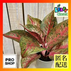超希少❗️美株❗️アグラオネマ レッドエメラルドドラゴン✨ - メルカリ