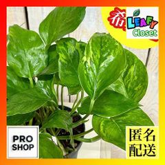 ポトス 観葉植物 室内グリーン テルノシリーズ テルノワールド 斑入り