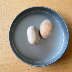 種子20粒 パキポディウム アンボンゲンセ Pachypodium 種子20粒 パキポディウム アンボンゲンセ Pachypodium