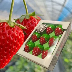 いちごスイーツ いちごちょこれーと チョコレート プチギフト 伊豆 直送便 苺 イチゴ お取り寄せ かわいい おやつ バレンタイン ホワイトデーのサムネイル