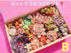 B クーポンあり❣️ ぷっくりとつぶつぶの寄せ植えセット❣️寄せ植えセット　カット苗　ピンク多肉　多肉弁当　美人　エケベリア　セダム　パキフィツム　チーズ　韓国苗入り