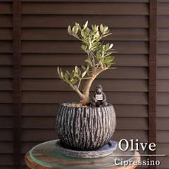 2026年最新】オリーブの木 シプレッシーノの人気アイテム - メルカリ