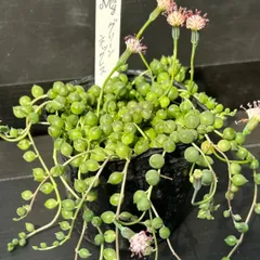 【カット苗】グリーンネックレス｜多肉植物｜タグ付き