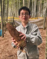 【大サイズ｜3kg】朝掘りタケノコ（歯応えしっかり）煮物・土佐煮におすすめ🌿