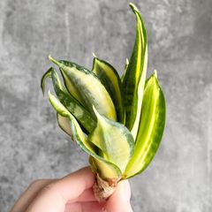 S13491【SS級超希少 ！！】白斑入り サンスベリア ブルー クローン