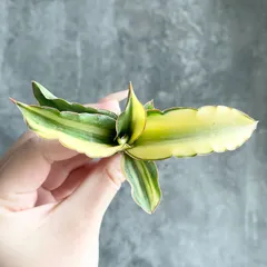 2026年最新】サンスベリア 希少の人気アイテム - メルカリ