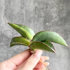 2026年最新】サンセベリア希少の人気アイテム - メルカリ