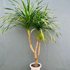 現品］【珍しい】6番 奄美姫ソテツ 盆栽造り 約7号 蘇轍 観葉植物