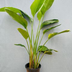 ② ストレリチアオーガスタ 4株植え 10号特大 最高等級極上品