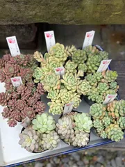 よしまま様　専用　おまとめセット