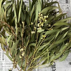 ユーカリ　ドライフラワー　3.2