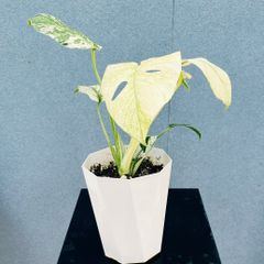 現品］【珍しい】6番 奄美姫ソテツ 盆栽造り 約7号 蘇轍 観葉植物