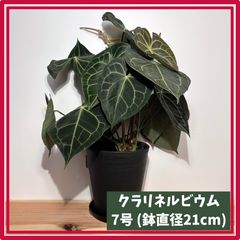ユーフォルビア チョコリーフ 6号鉢 - メルカリ