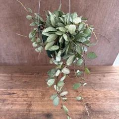 2026年最新】希少なホヤ植物の人気アイテム - メルカリ