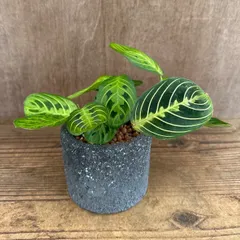 【リメイク鉢】マランタ レウコネウラ レモンライム 現品 Maranta leuconeura 'Lemon Lime' 観葉植物 観葉 植物  珍しい  レア 希少 インテリア プレゼント おしゃれ かわいい グリーン おすすめ カラテア
