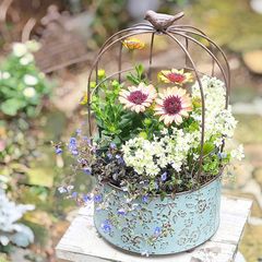 多肉植物 ♡そのまま飾れる寄せ植え♡ ☆オークション商品☆ - メルカリ