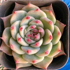 多肉植物 Z3381 レッドライト 18株 抜き苗 エケベリア セダム