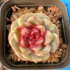 多肉植物 Z3035 モンブラン 15株 抜き苗 エケベリア セダム