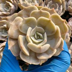 多肉植物 Z3160 ロココ 18株 抜き苗 エケベリア セダム アエオニウム