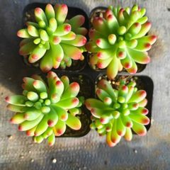 多肉植物 Z3160 ロココ 18株 抜き苗 エケベリア セダム アエオニウム