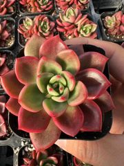 多肉植物 Z3160 ロココ 18株 抜き苗 エケベリア セダム アエオニウム