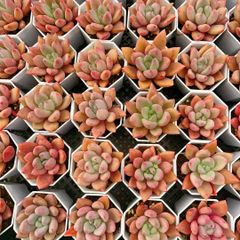 多肉植物 Z3381 レッドライト 18株 抜き苗 エケベリア セダム