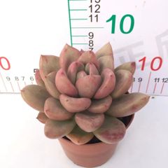 多肉植物 Z3113 アボカド 18株 抜き苗 エケベリア セダム アエオニウム