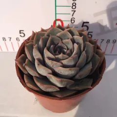 2026年最新】植物 苗 販売の人気アイテム - メルカリ