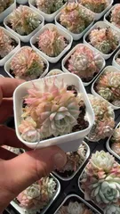 多肉植物　Z3409　クイーン　50株　抜き苗　エケベリア　セダム　アエオニウム　韓国苗　寄せ植え　詰め合わせ