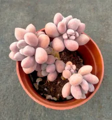 2026年最新】植物 苗 販売の人気アイテム - メルカリ