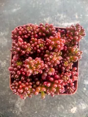 発売中　レッドベリー　32鉢セット　土鉢付き　美苗　エケベリア　多肉植物　佐川発送　Z3128