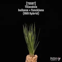 英麻呂様専用【トロピフローラ】 T. bulbosa f. alba 【公式通販】
