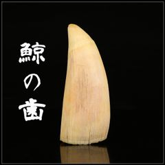 マッコウ鯨歯 本物中身詰まってて美品！ 3本193g - メルカリ