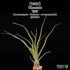 英麻呂【トロピフローラ】 T. bulbosa f. alba 英麻呂様専用【トロピフローラ】 T. bulbosa f. alba 【公式通販】