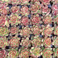 新入荷　ホタル　鮮やかな128苗セット　土と根付き　多肉植物　エケベリア　セダム　韓国苗　詰め合わせ　寄せ植え　M358