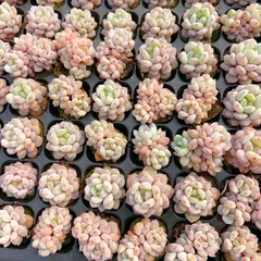 新入荷　スターオレンジ　鮮やかな128苗セット　土と根付き　多肉植物　エケベリア　セダム　韓国苗　詰め合わせ　寄せ植え　M364