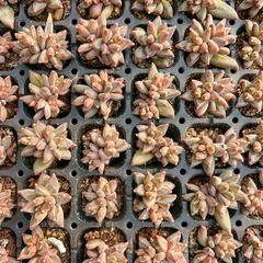 新入荷 トスカ 鮮やかな105苗セット 土と根付き 多肉植物 エケベリア