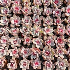 新入荷 トスカ 鮮やかな105苗セット 土と根付き 多肉植物 エケベリア