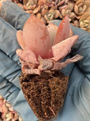 新入荷 ロビン 鮮やかな128苗セット 土と根付き 多肉植物 エケベリア