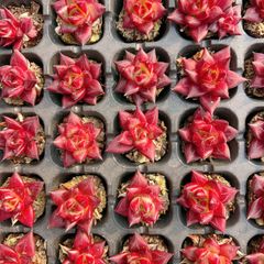 新入荷 ロビン 鮮やかな128苗セット 土と根付き 多肉植物 エケベリア