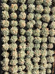 新入荷　トートー　鮮やかな105苗セット　土と根付き　多肉植物　エケベリア　セダム　韓国苗　詰め合わせ　寄せ植え　X516