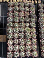 新入荷　オールスター　鮮やかな50苗セット　土と根付き　多肉植物　エケベリア　セダム　韓国苗　詰め合わせ　寄せ植え　X561