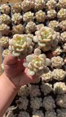 新入荷　タンゴニシキ　鮮やかな72苗セット　土と根付き　多肉植物　エケベリア　セダム　韓国苗　詰め合わせ　寄せ植え　X581