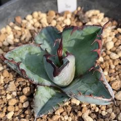 多肉植物 インドネシア産 レッドプリンス錦 ③ - メルカリ