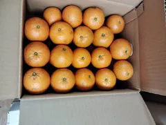 ニャンスケ様専用　贈答用タンカン