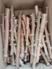キャッサバホギ10-12本